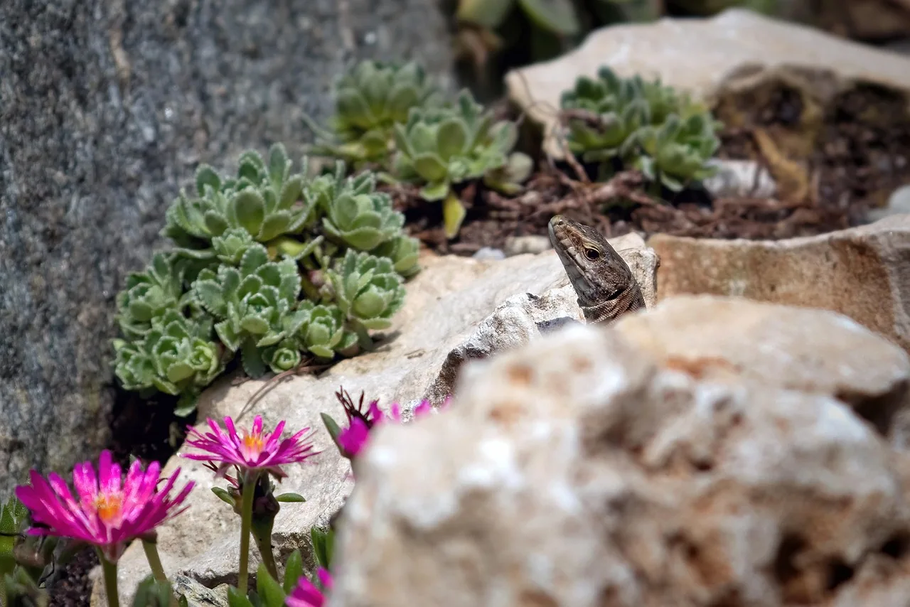 Landscape rock garden