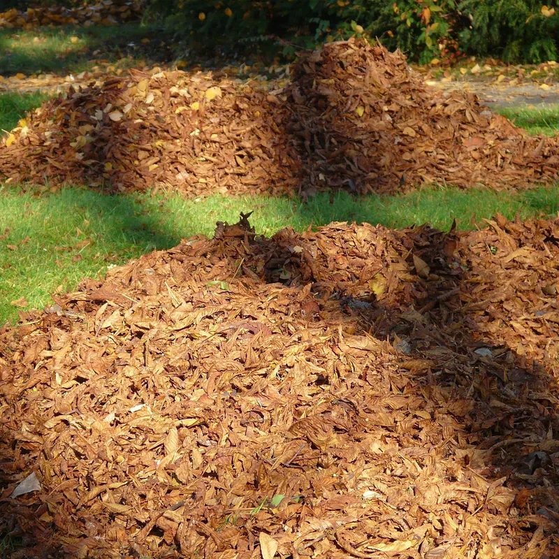 Pile of organic material on a lawn